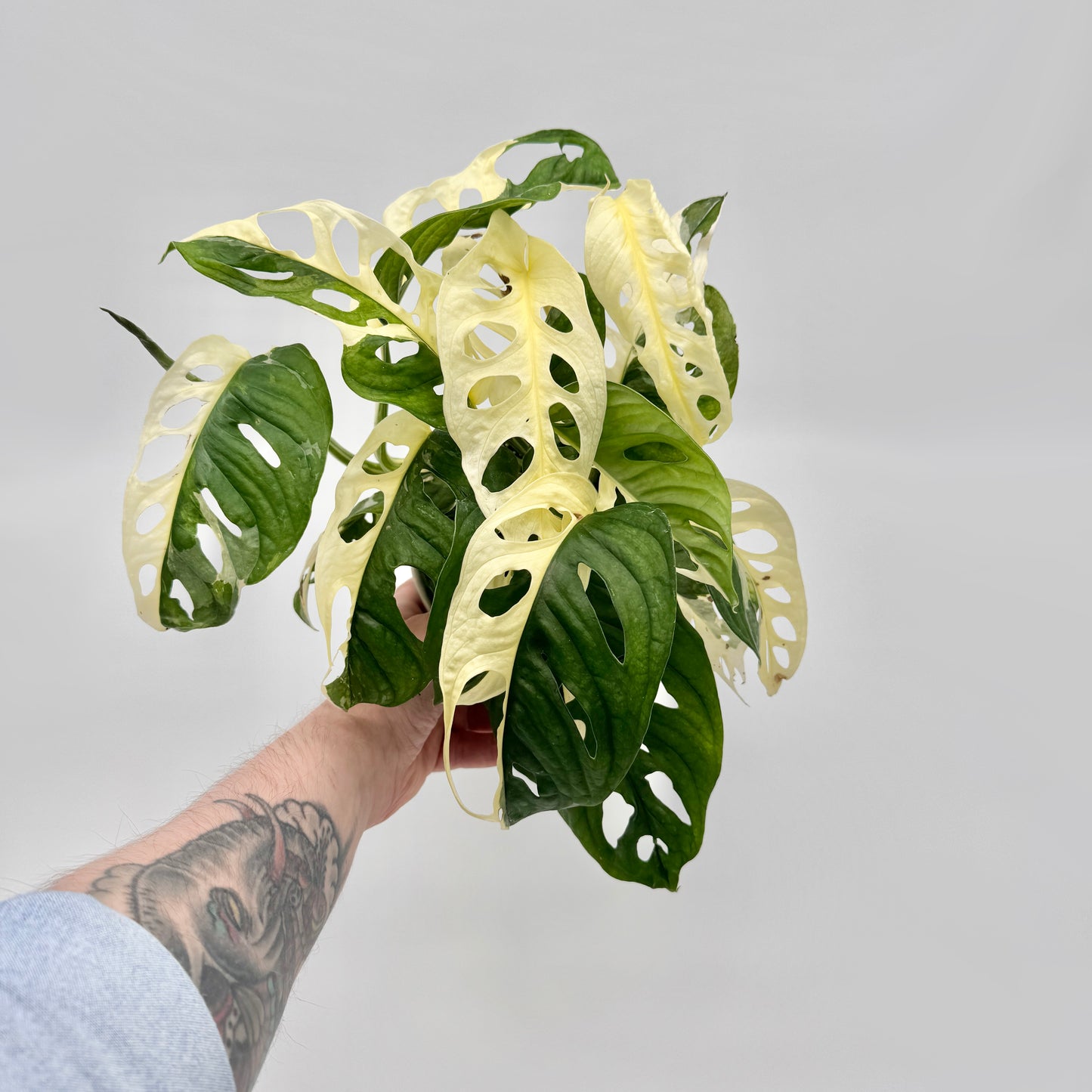 Monstera adansonii albo variegata