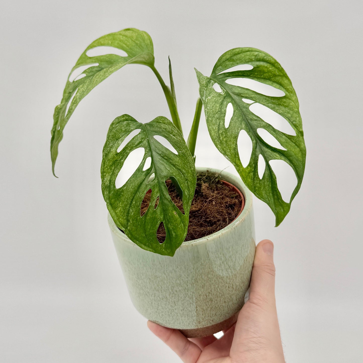 Monstera andansonii mint variegata