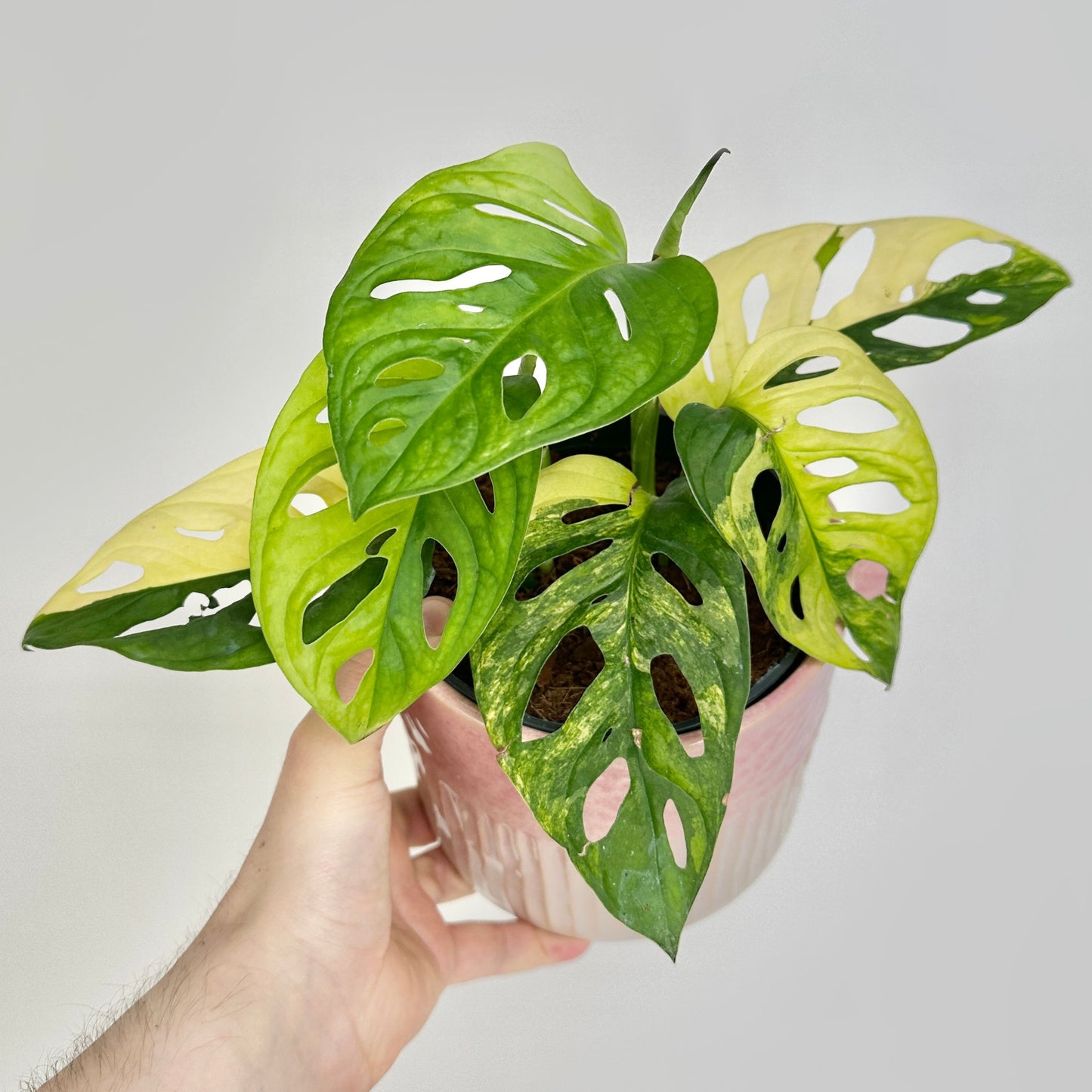 Monstera andansonii variegata aurea