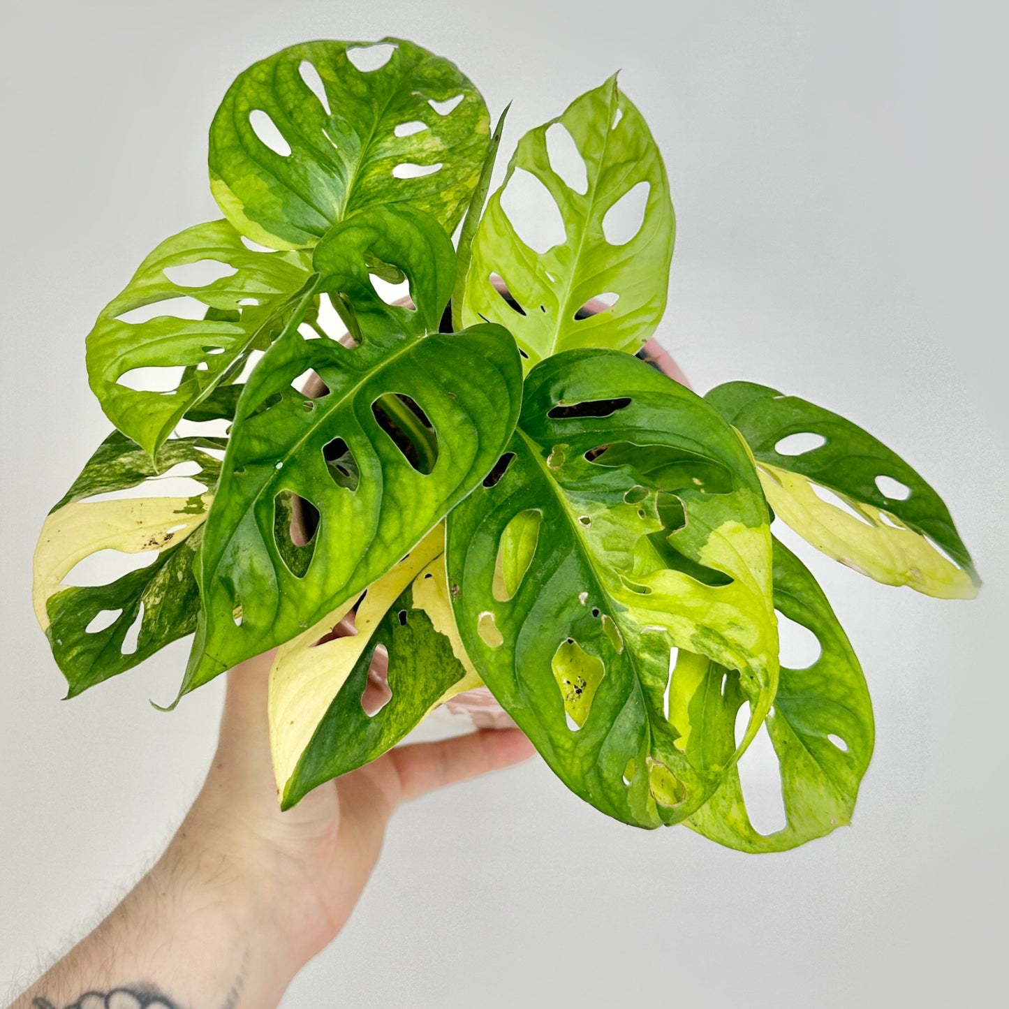 Monstera andansonii variegata aurea