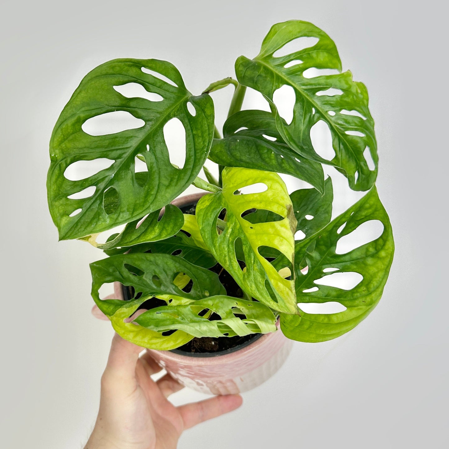 Monstera andansonii variegata aurea