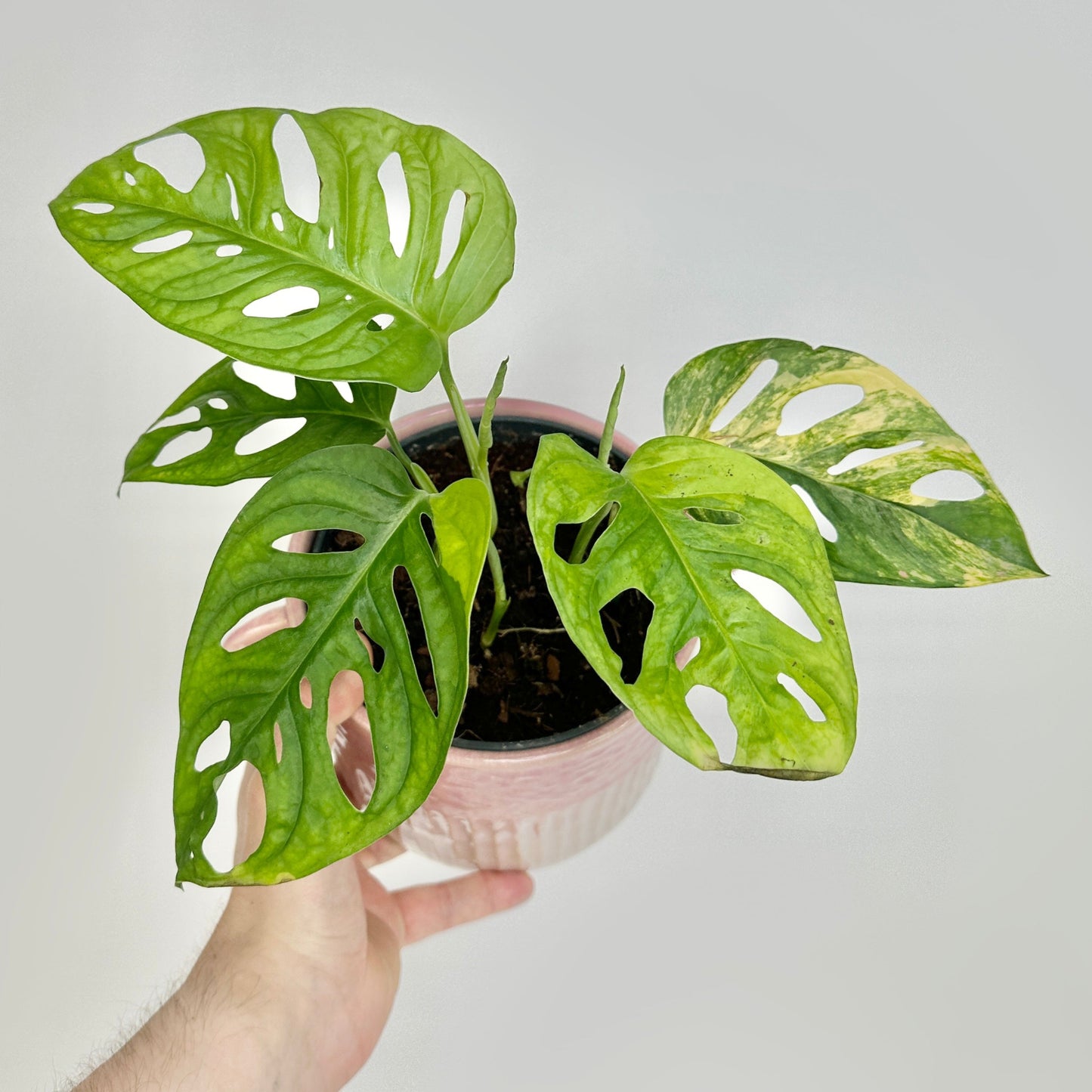 Monstera andansonii variegata aurea