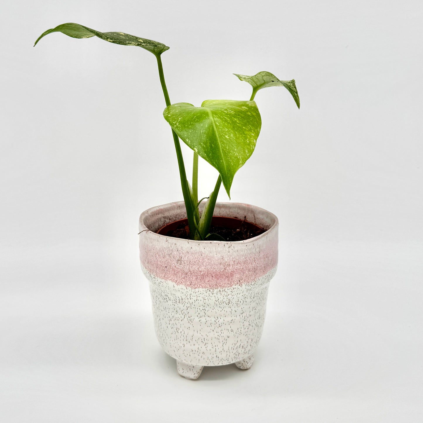 Seitliche Ansicht einer Monstera deliciosa Mint variegata mit großem mintgrünen Blatt und feiner Panaschierung, stilvoll in einem hellen Keramikgefäß mit rosa Farbverlauf vor weißem Hintergrund.