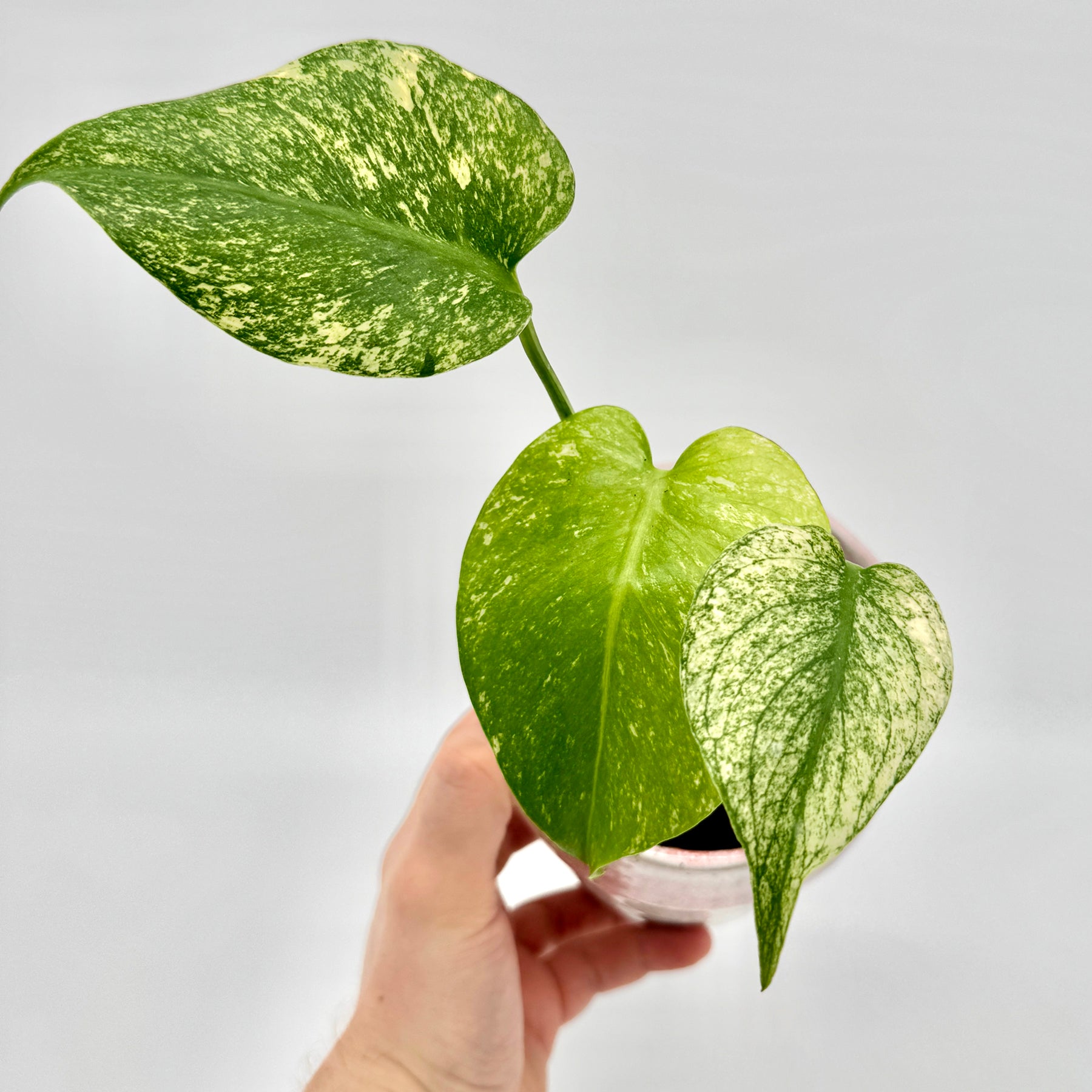Monstera deliciosa Mint variegata aus der Vogelperspektive mit intensiv grün-weiß gemusterten Blättern, deren unterschiedliche Farbanteile die Variegation deutlich hervorheben.