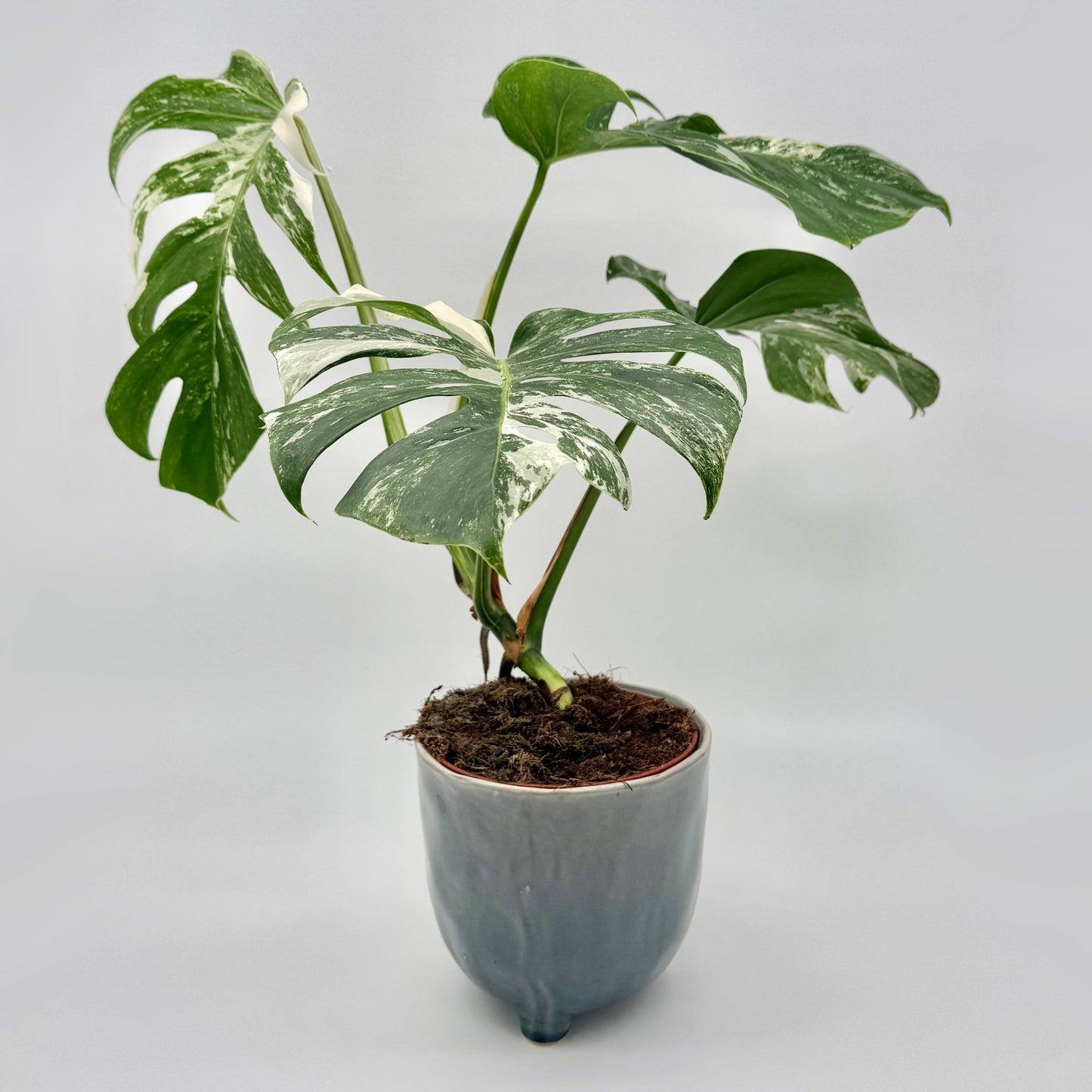 Monstera deliciosa variegata