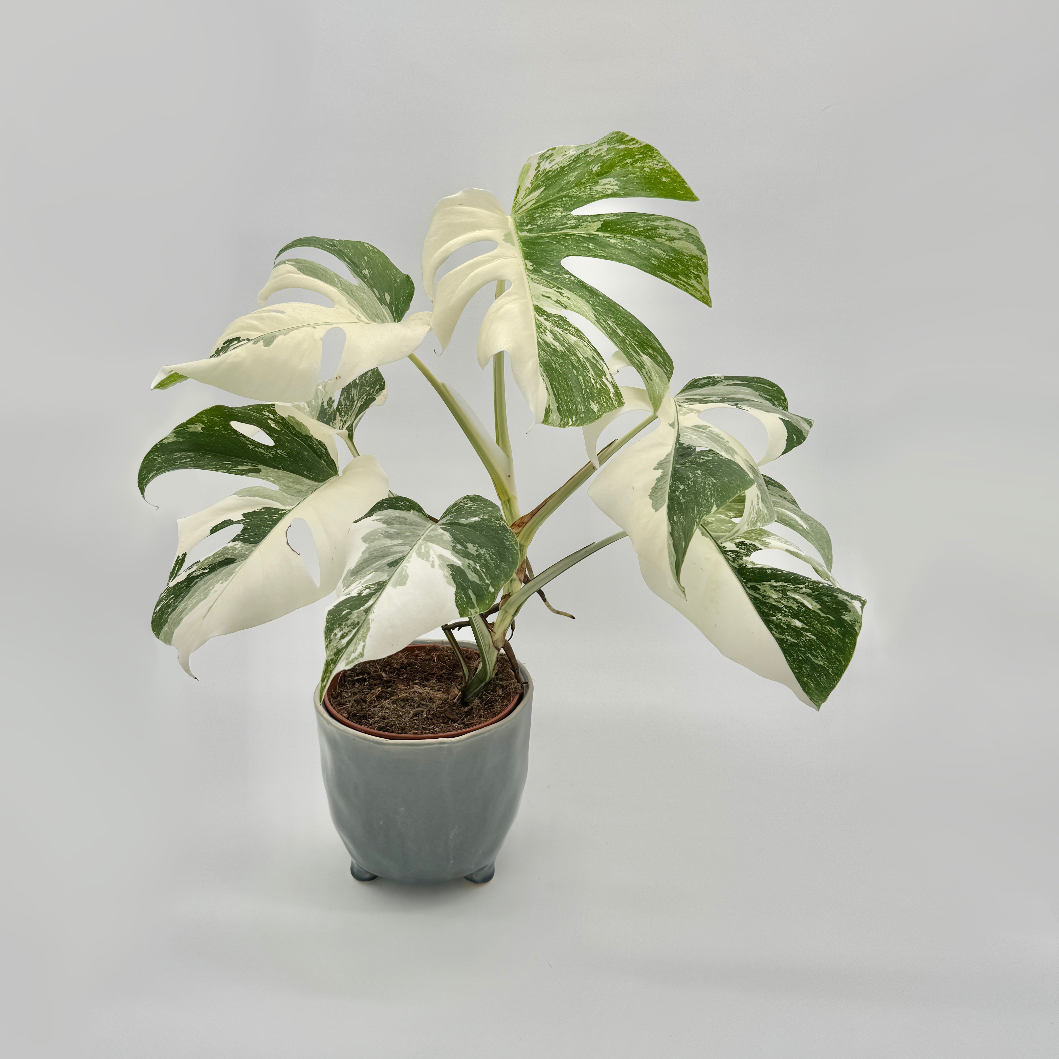 Monstera Albo outlet Variegata