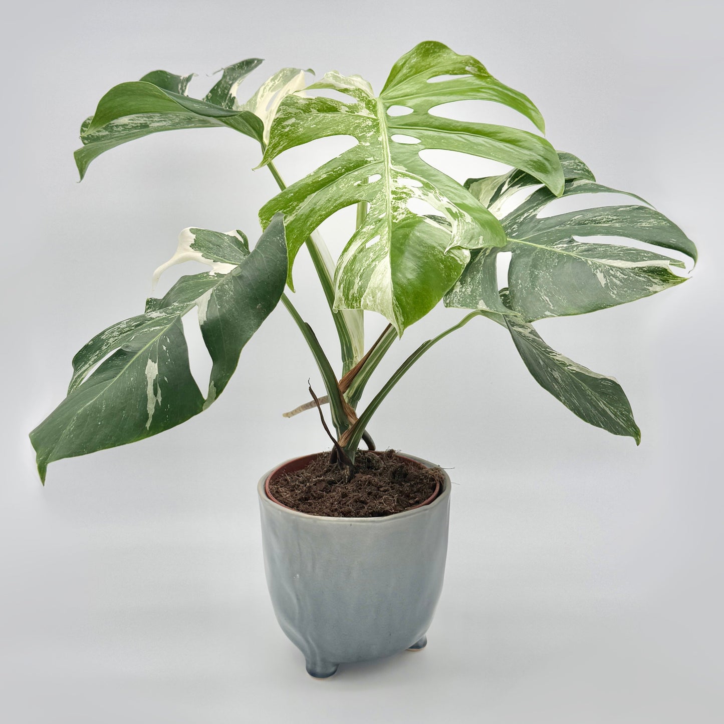 Monstera deliciosa variegata