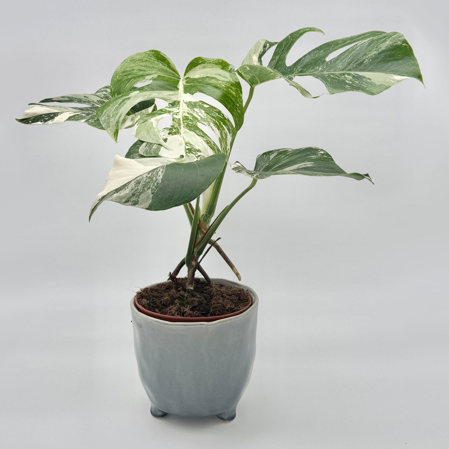 Monstera deliciosa variegata