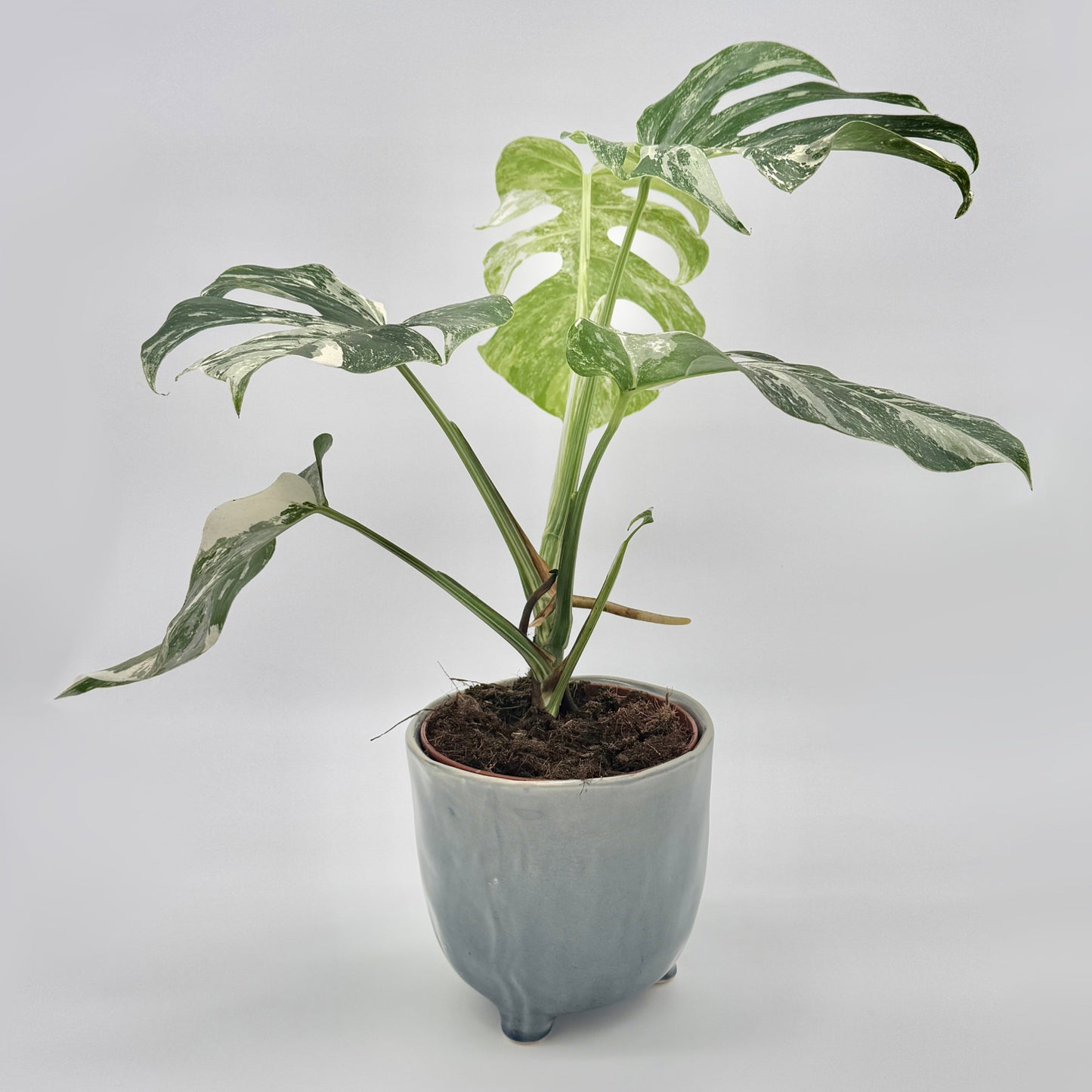 Monstera deliciosa variegata