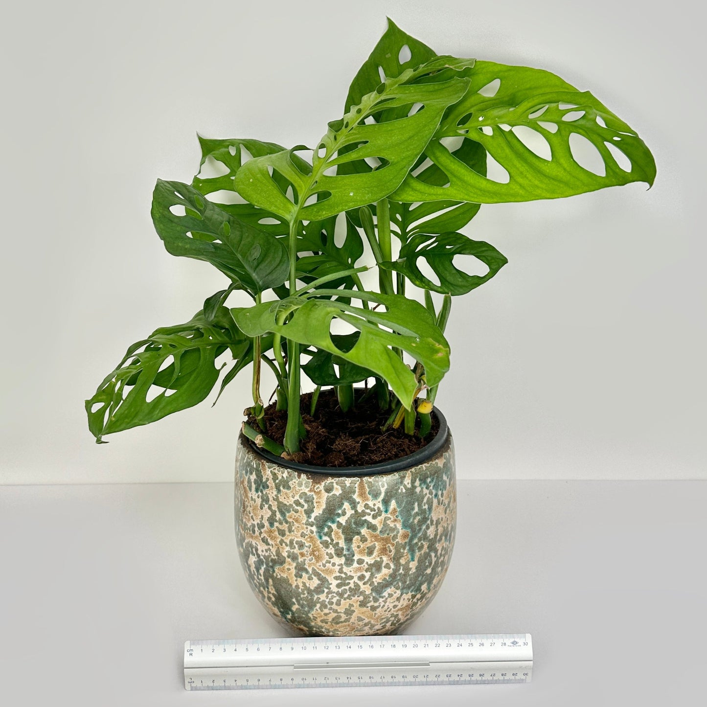 Monstera sp. 'Escaletto'