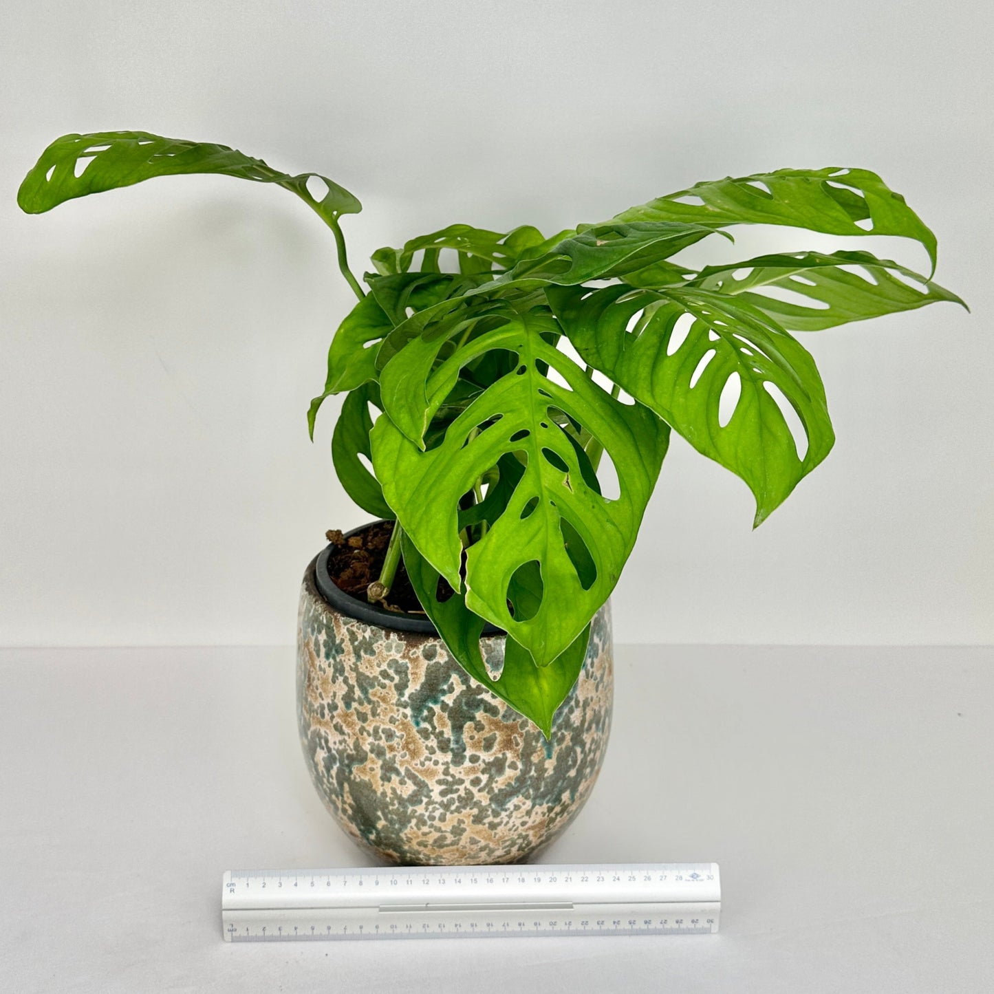Monstera sp. 'Escaletto'