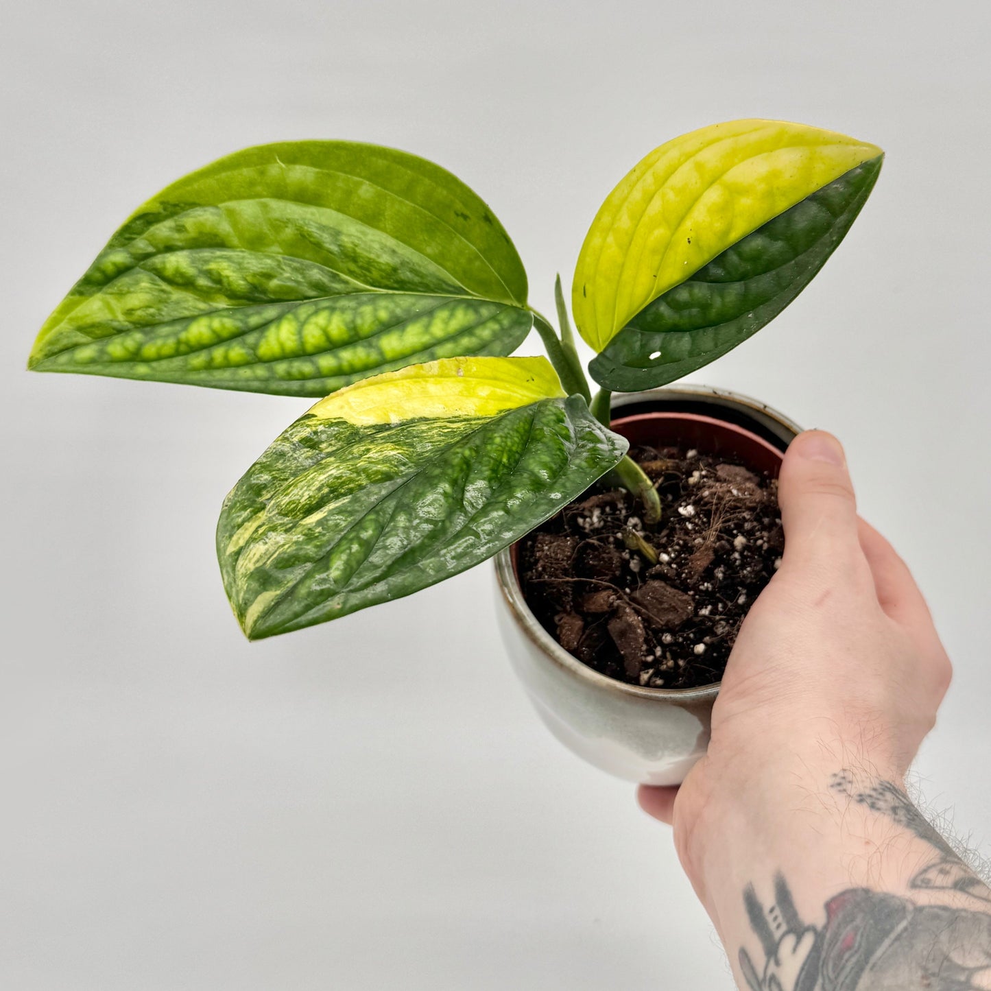 Monstera karstenianum Peru variegata