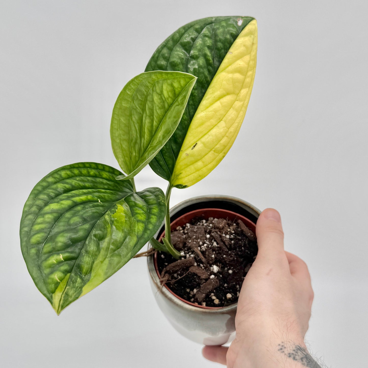 Monstera karstenianum Peru variegata