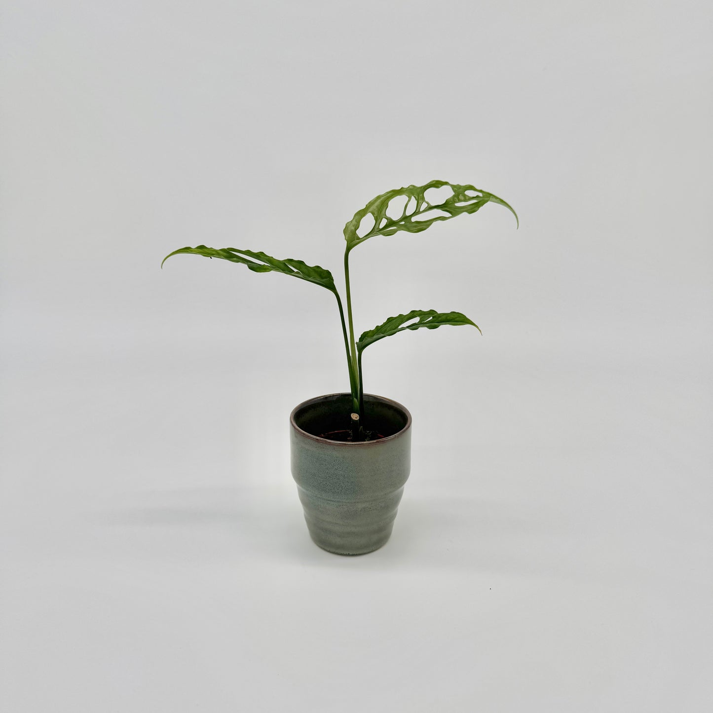 Monstera obliqua Peru