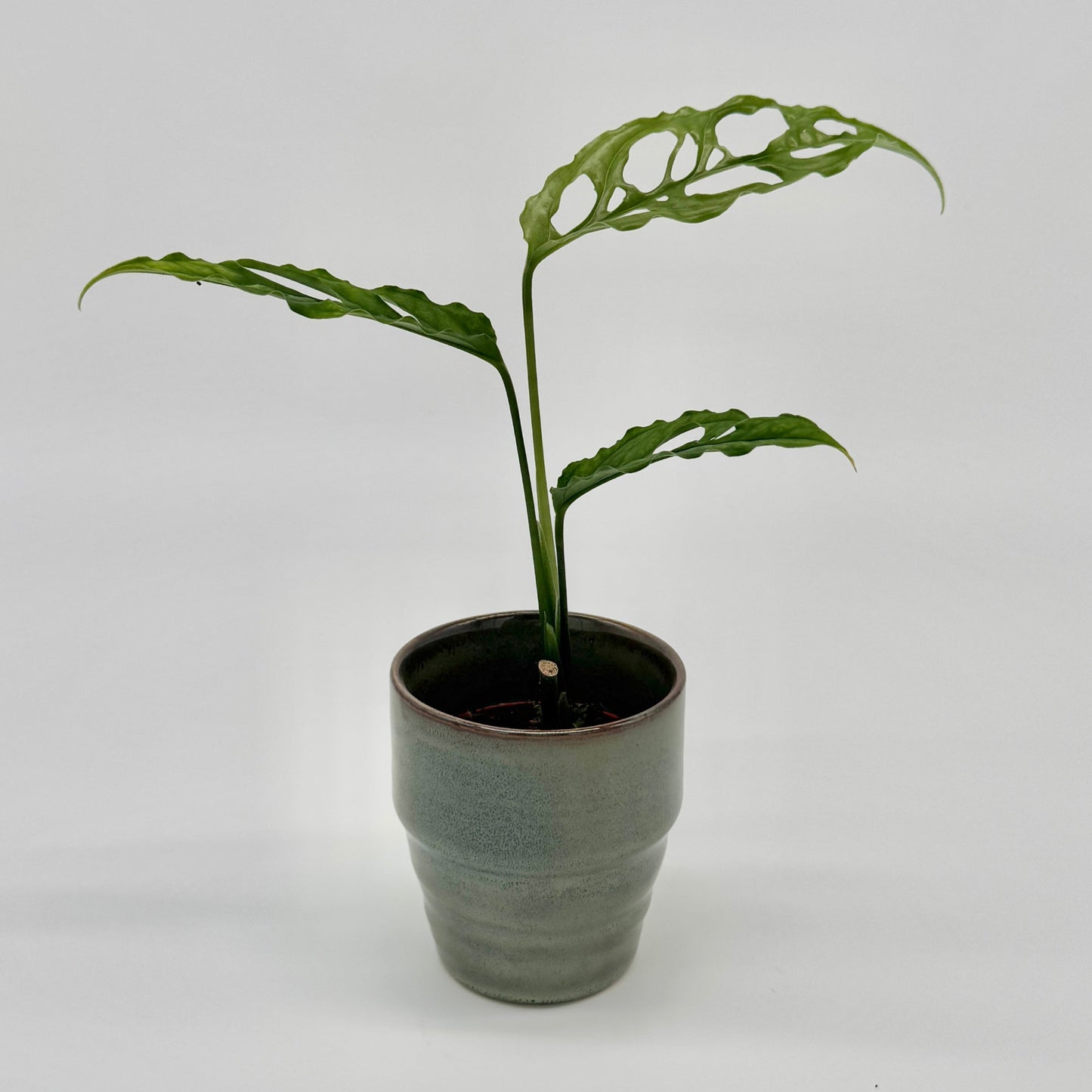 Monstera obliqua Peru