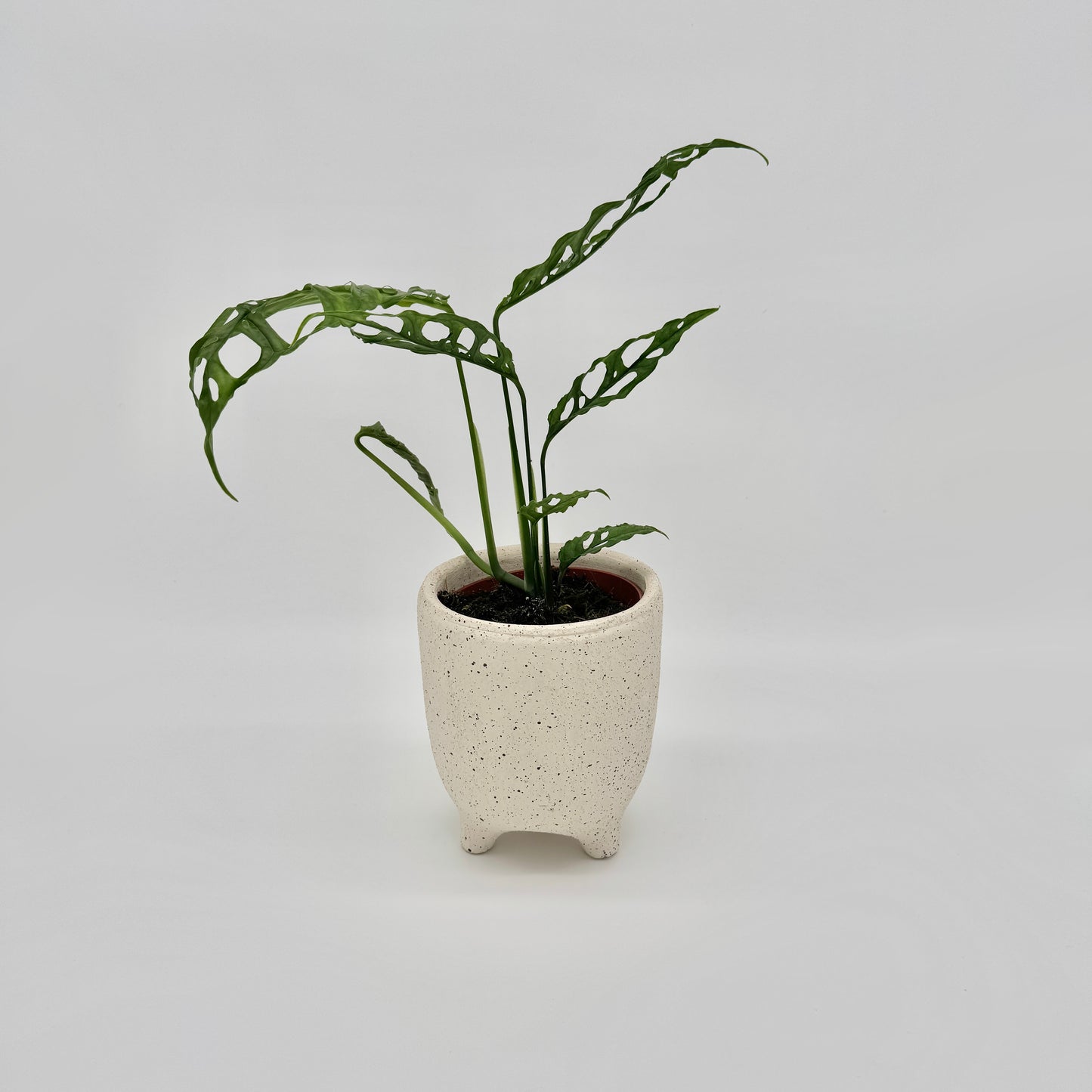 Monstera obliqua Peru