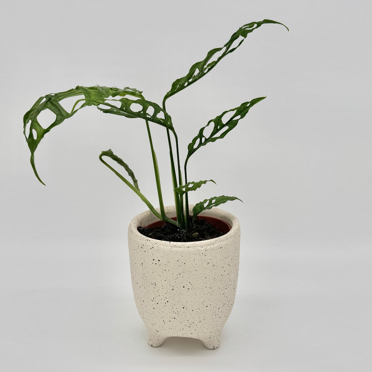Monstera obliqua Peru