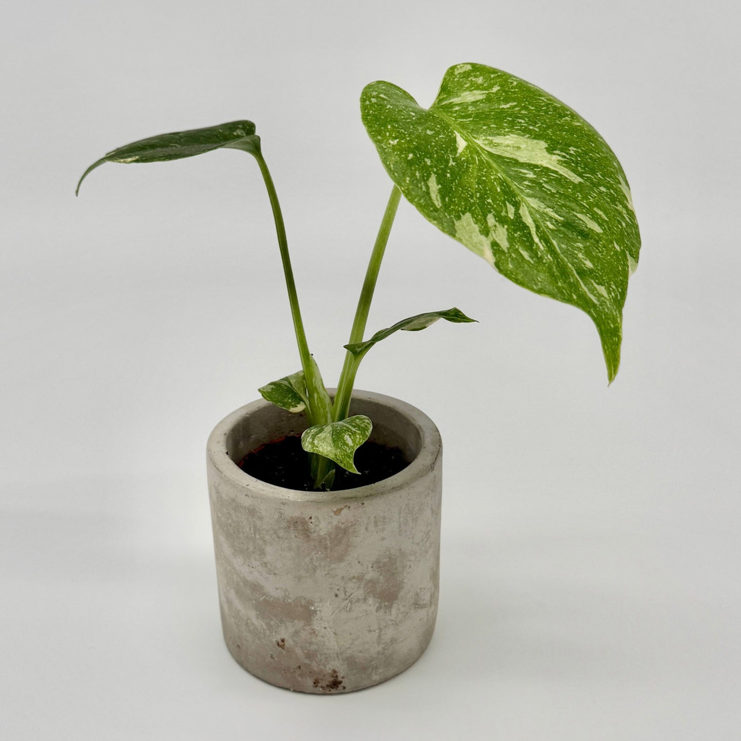 Eine kleine Monstera Thai Constellation von Berlinplant, bekannt für ihre einzigartige Panaschierung, wird in einem minimalistischen grauen Betontopf auf einem schlichten weißen Hintergrund präsentiert.