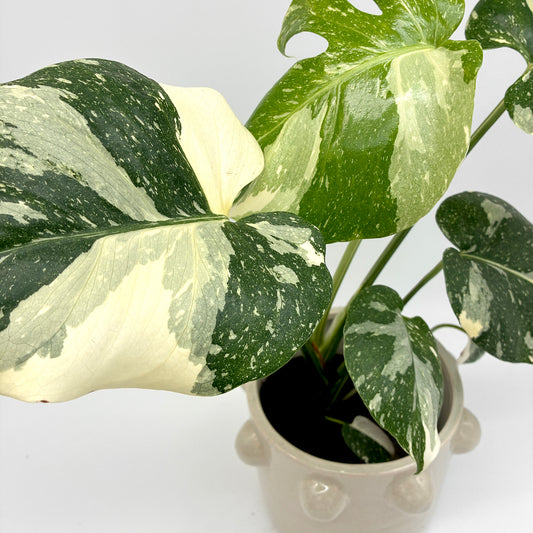 Blätter einer Monstera Thai Constellation in Nahaufnahme: große cremeweiße Felder neben fein gesprenkeltem Dunkelgrün, dahinter der beige Noppentopf.