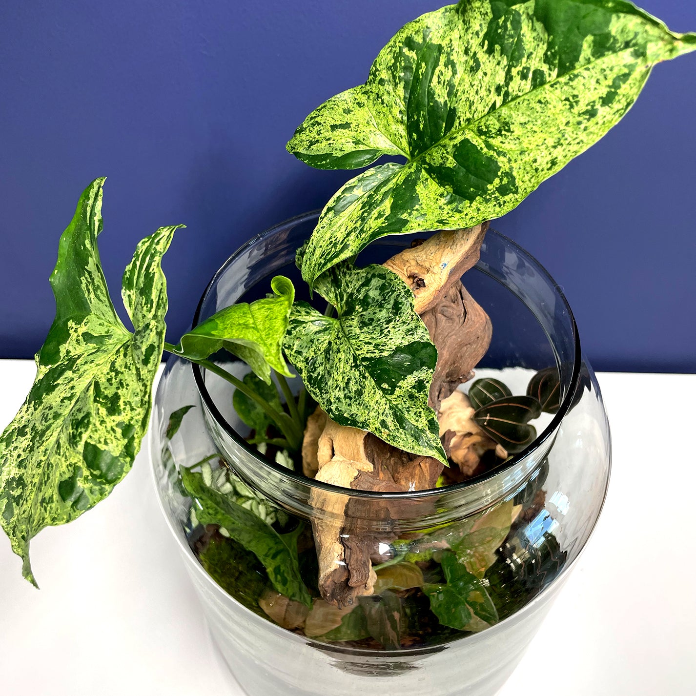 Pflanzenglas - Heaven of Syngonium