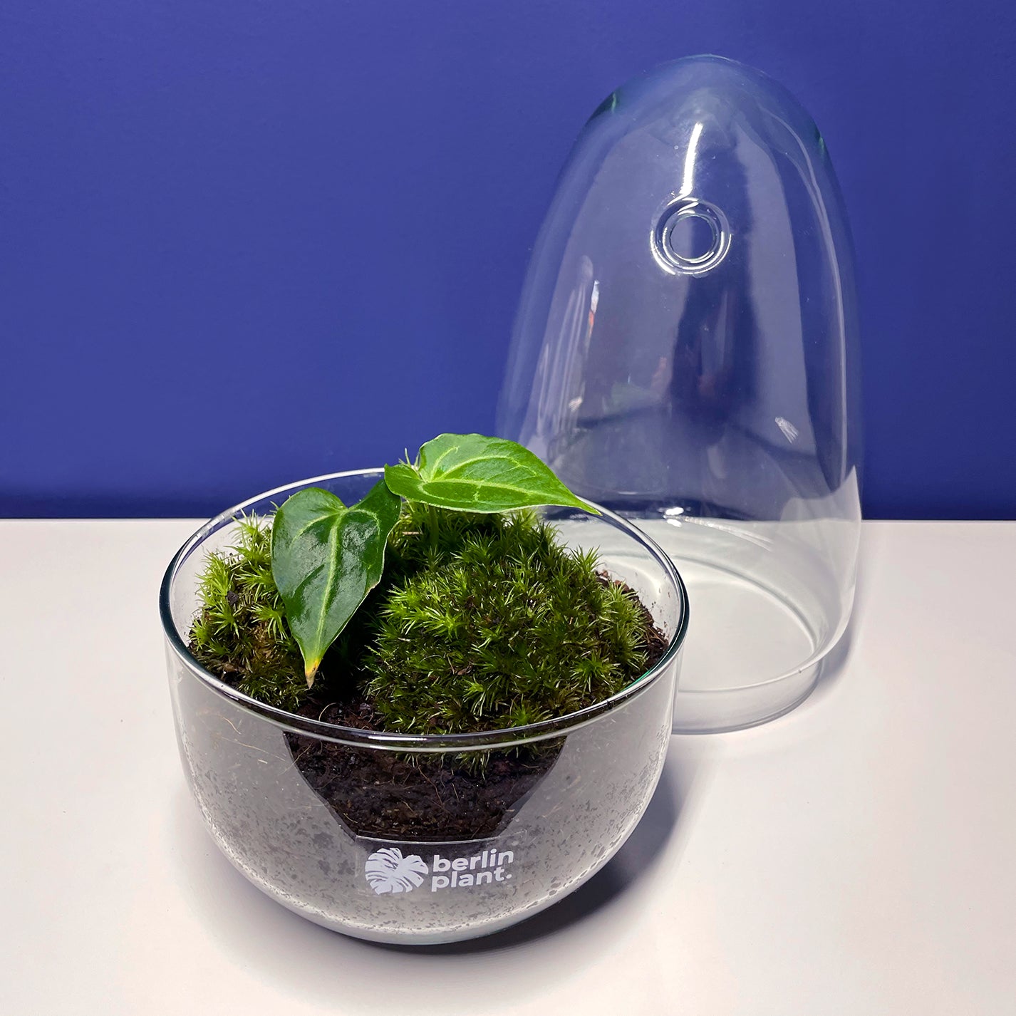 Pflanzenglas - Kindergarden