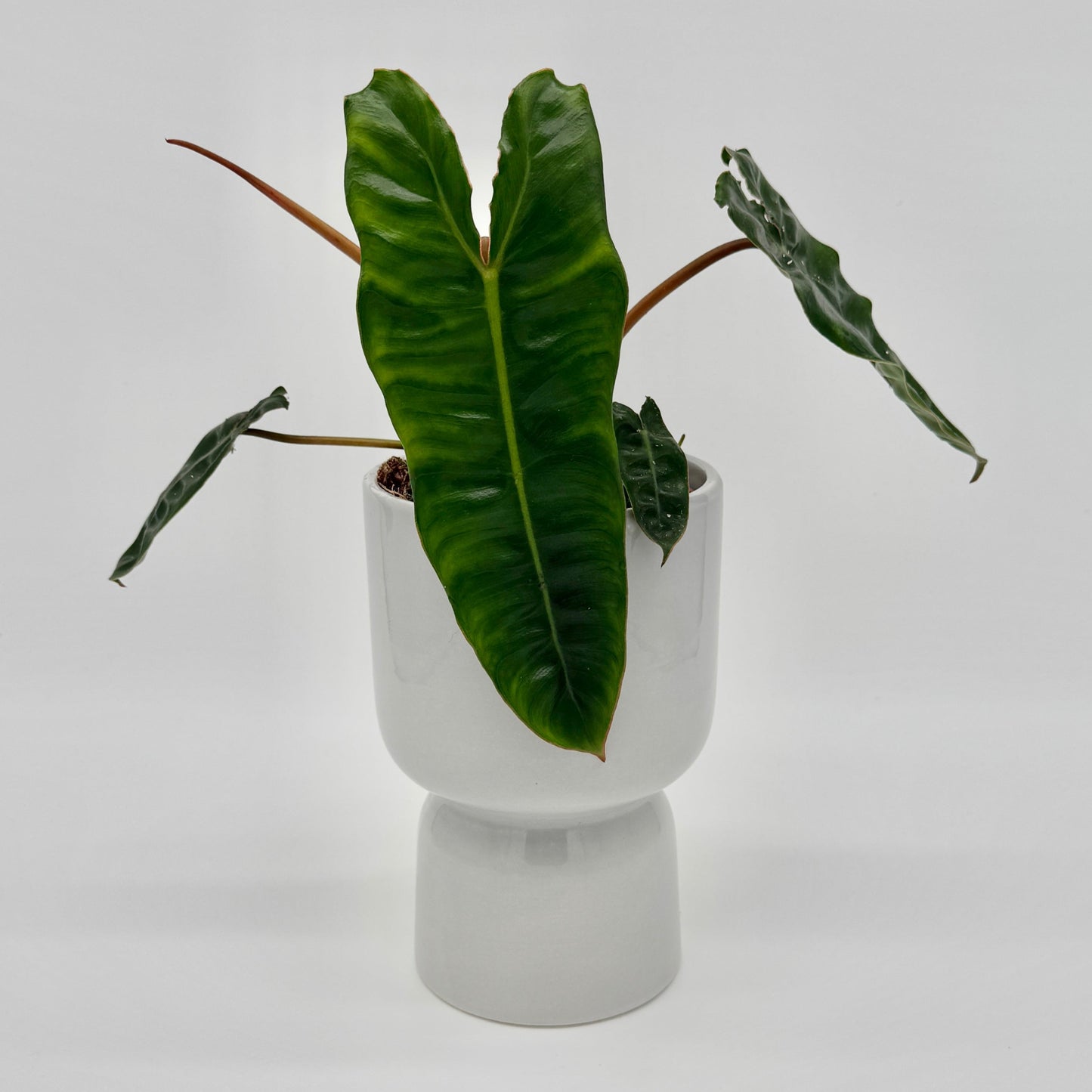 Philodendron billietiae