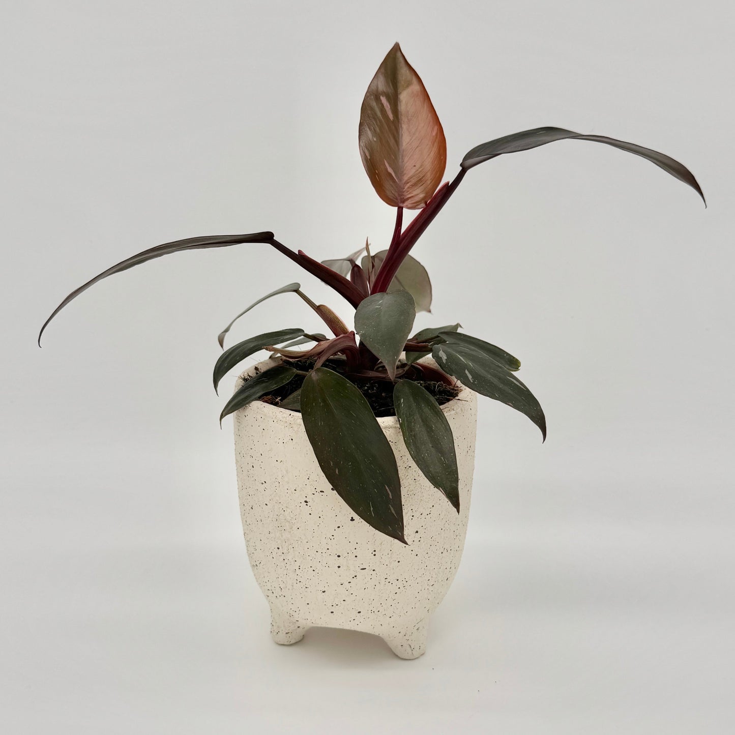 Philodendron Burgundy Princess