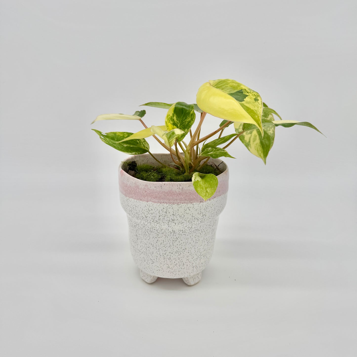 Philodendron burle-marx variegata