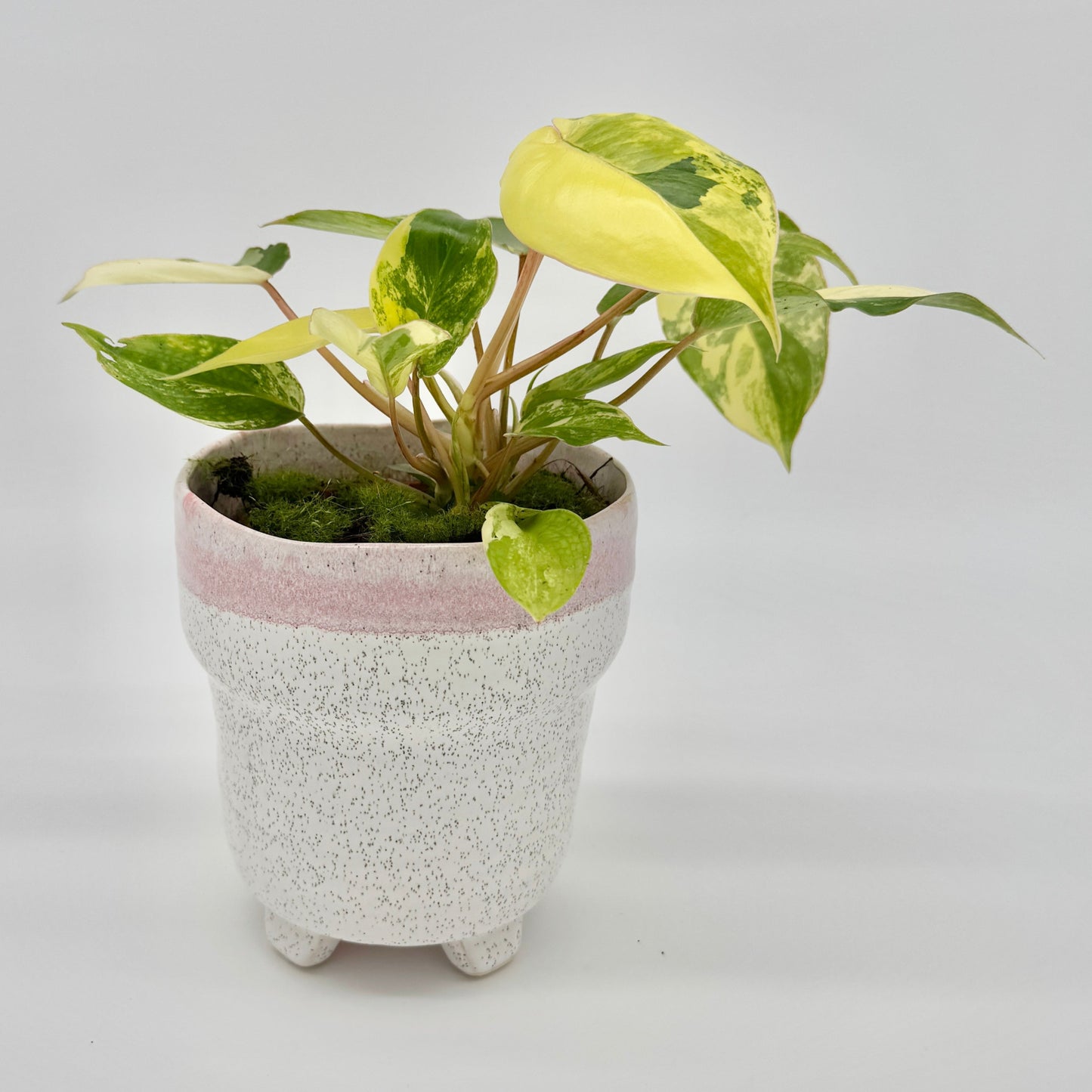 Philodendron burle-marx variegata