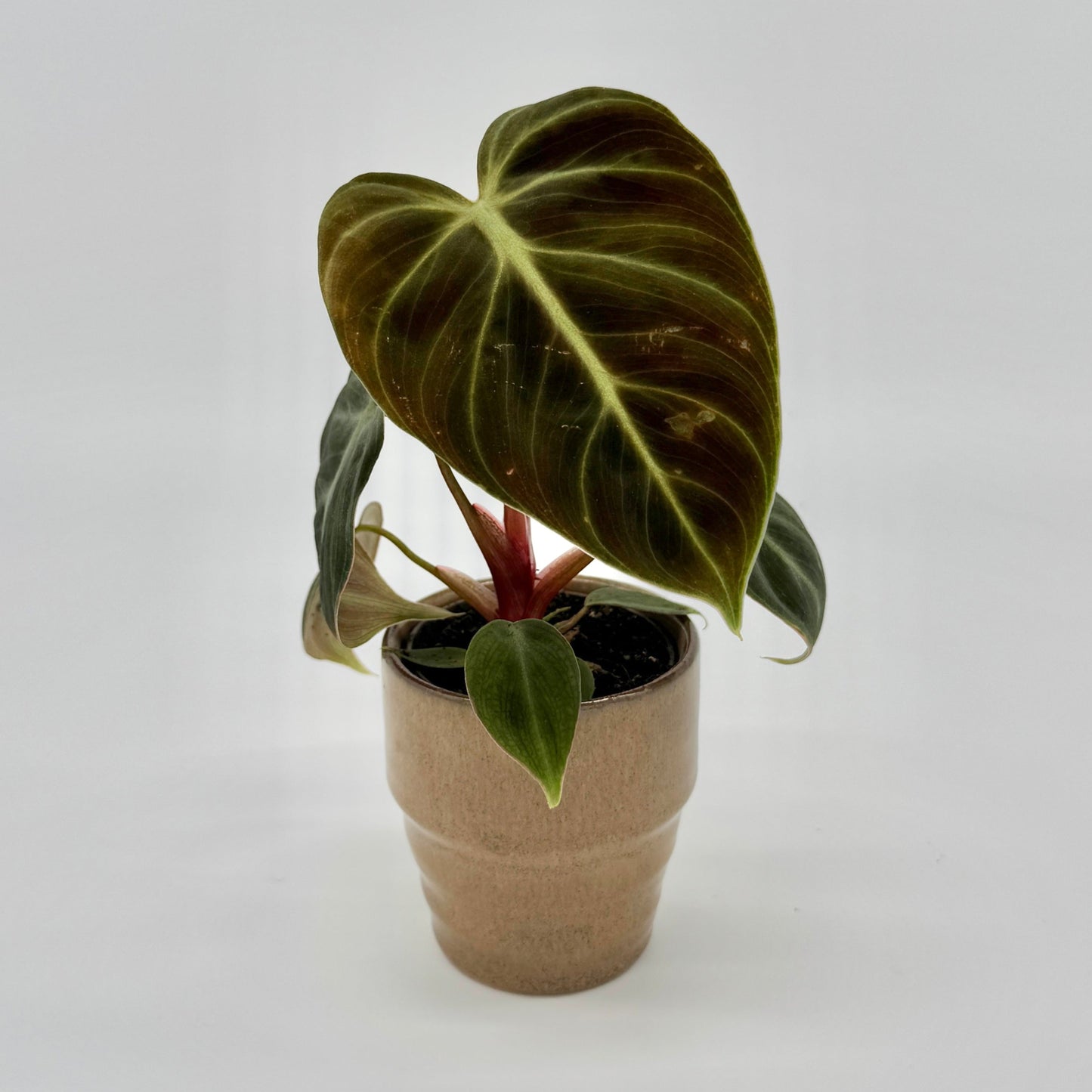 Philodendron El Choco Red