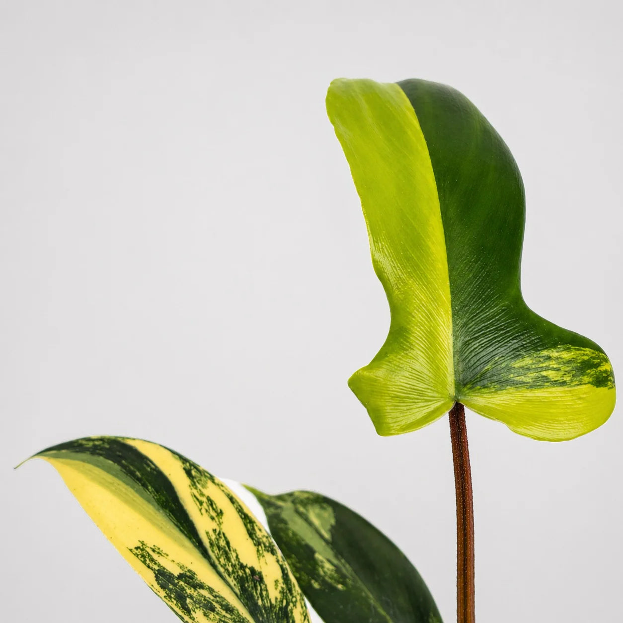Philodendron Florida Beauty