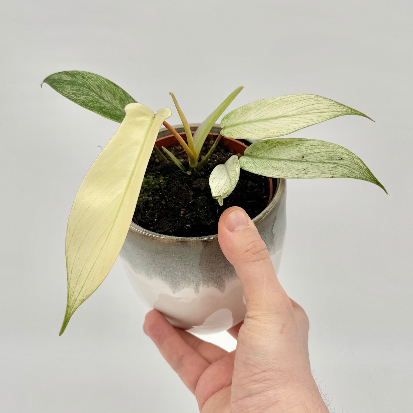 Philodendron Florida Ghost