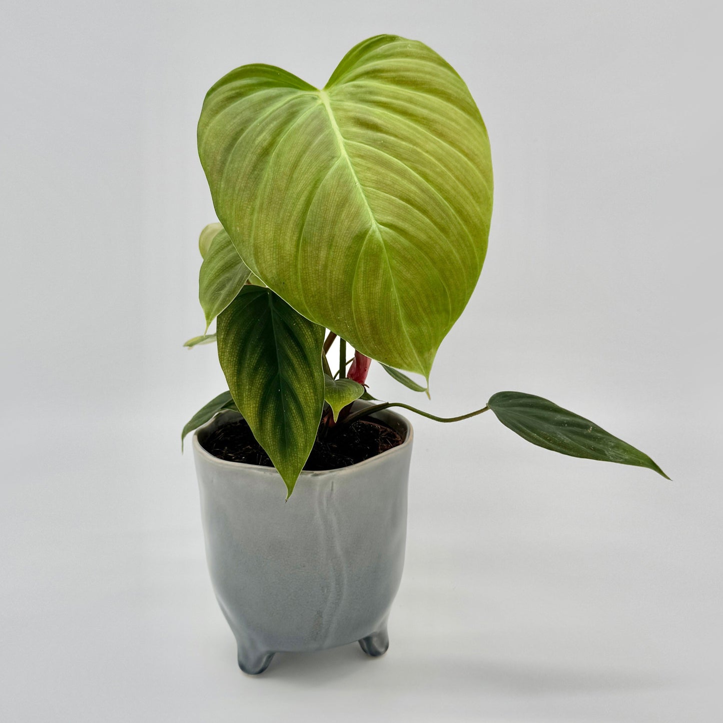 Philodendron nangaritense Fuzzy Petiole