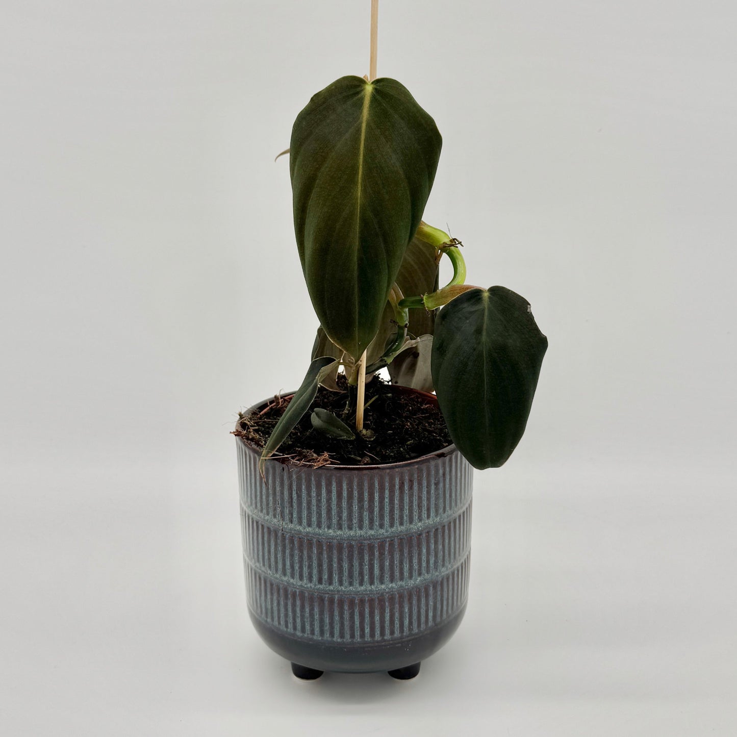 Philodendron gigas
