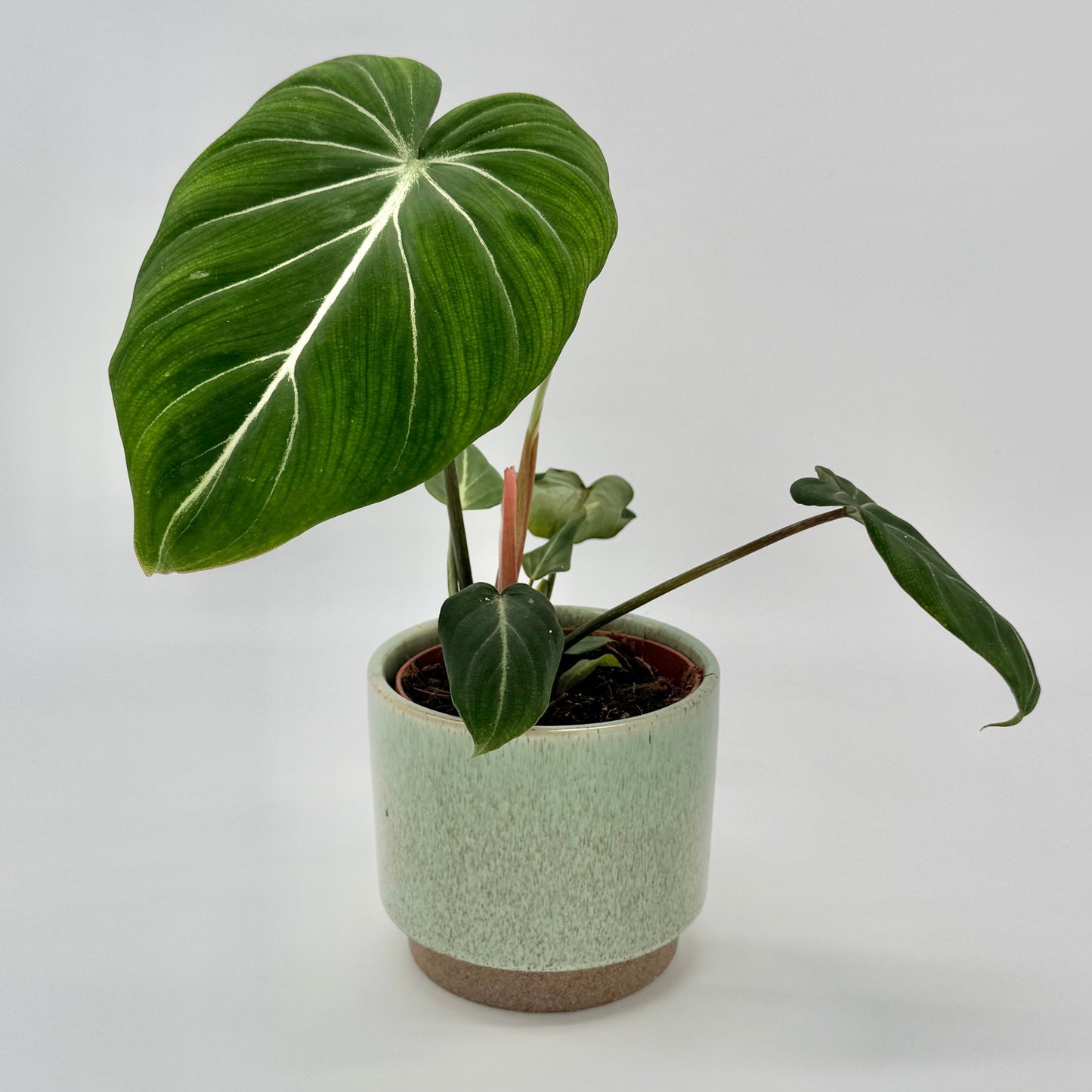 Ein Philodendron gloriosum von Berlinplant mit herzförmigen Blättern und auffälligen weißen Adern wird als Statement-Stück in einem hellgrünen Keramiktopf vor einem schlichten hellgrauen Hintergrund präsentiert.