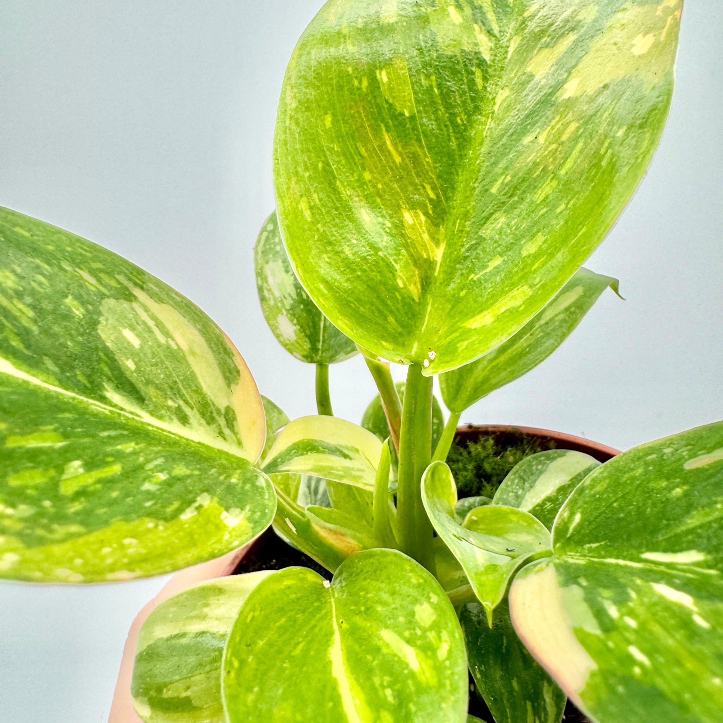 Philodendron Green Congo variegata aus seitlicher Perspektive mit mehreren glänzenden, herzförmigen Blättern in unterschiedlichen Grüntönen, natürlich belichtet vor hellem Hintergrund – vermittelt Frische und Vitalität der Pflanze.