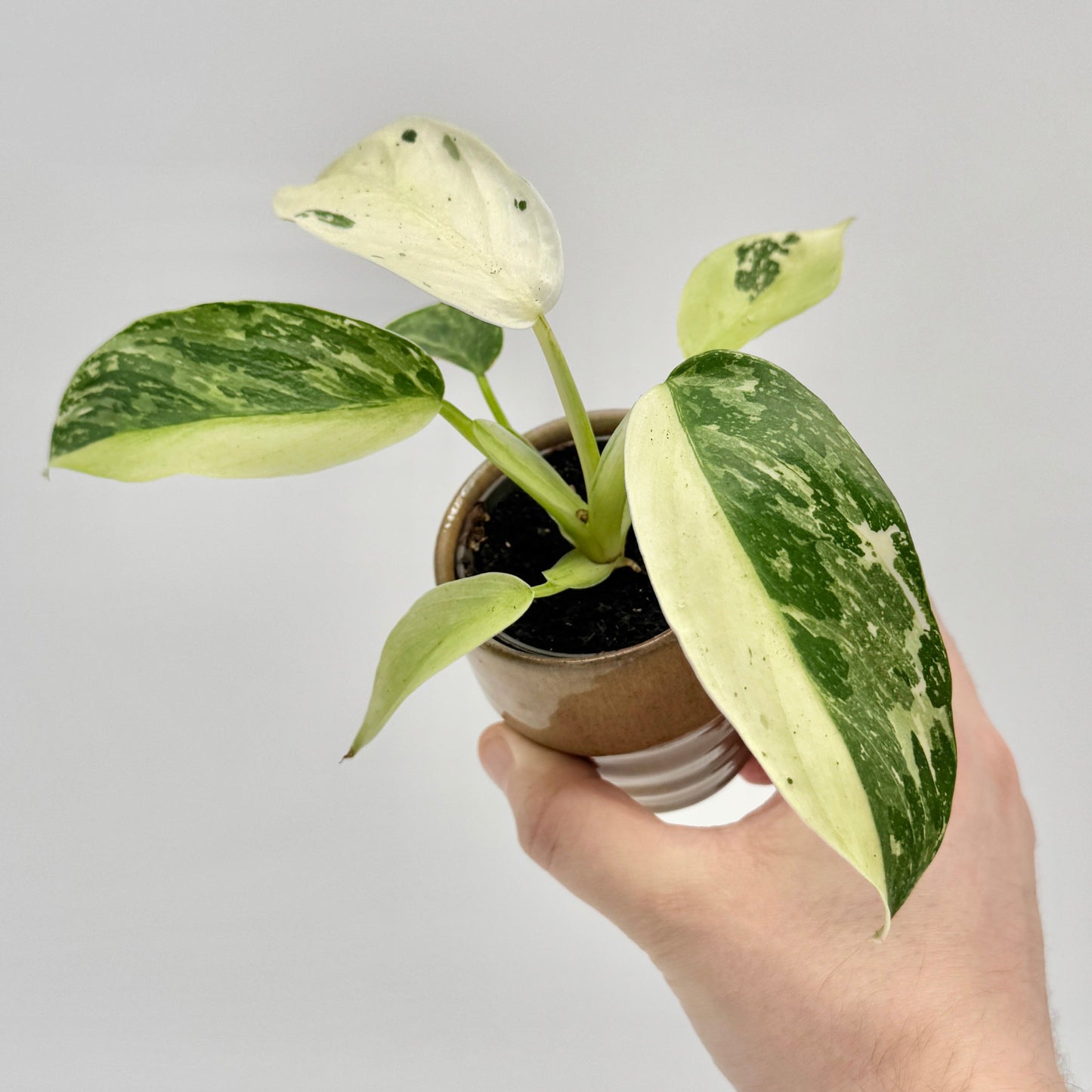 Eine Hand mit einem Tattoo am Handgelenk hält vor einem schlichten hellen Hintergrund eine kleine Berliner Pflanze, den Philodendron Jose Buono, der für seine großen, grün-weiß gefleckten Blätter bekannt ist.