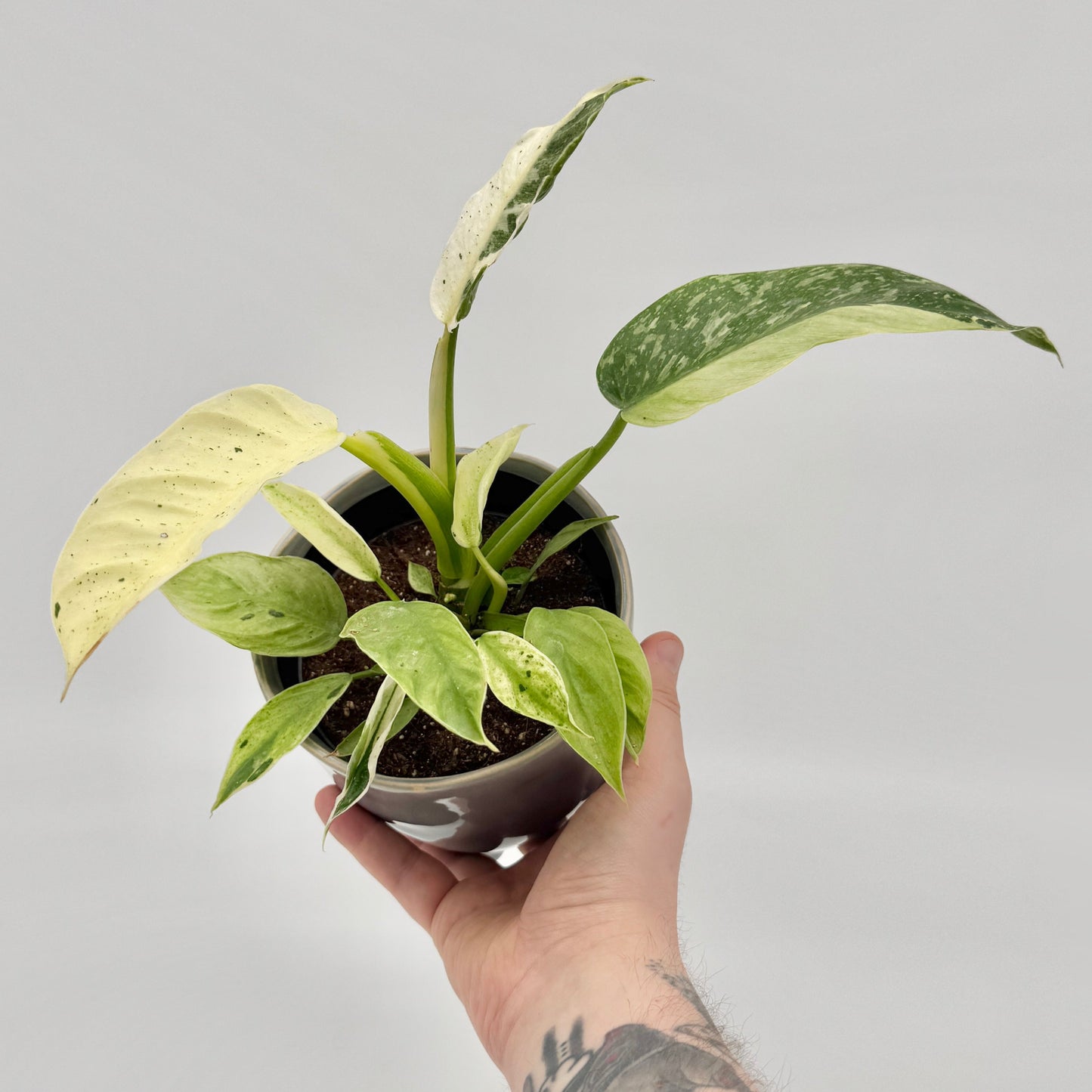 Eine tätowierte Hand hält einen Berliner Philodendron Jose Buono mit üppigen grün-weiß panaschierten Blättern vor einem hellgrauen Hintergrund und hebt die auffallende Schönheit dieses großblättrigen Philodendrons hervor.