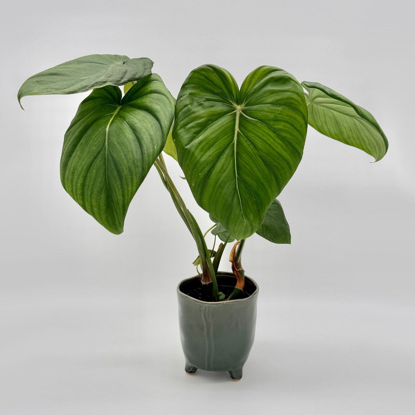 Philodendron McDowell