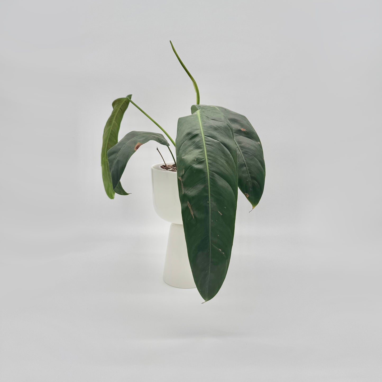 Philodendron patriciae