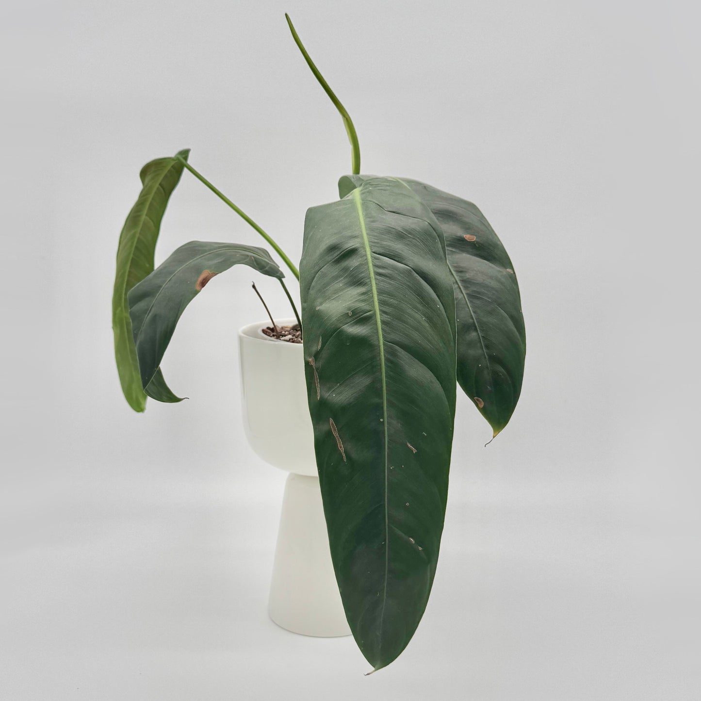 Philodendron patriciae