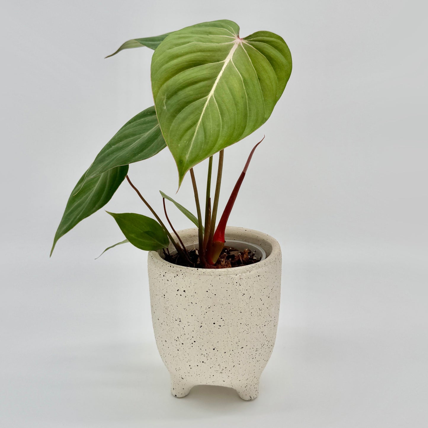 Philodendron Pink Glory