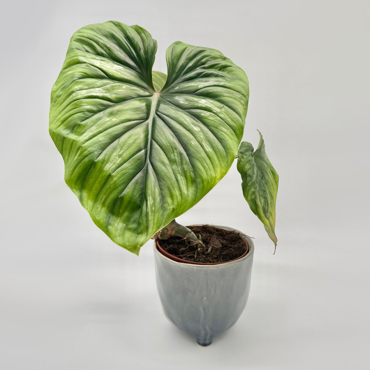 Philodendron plowmanii