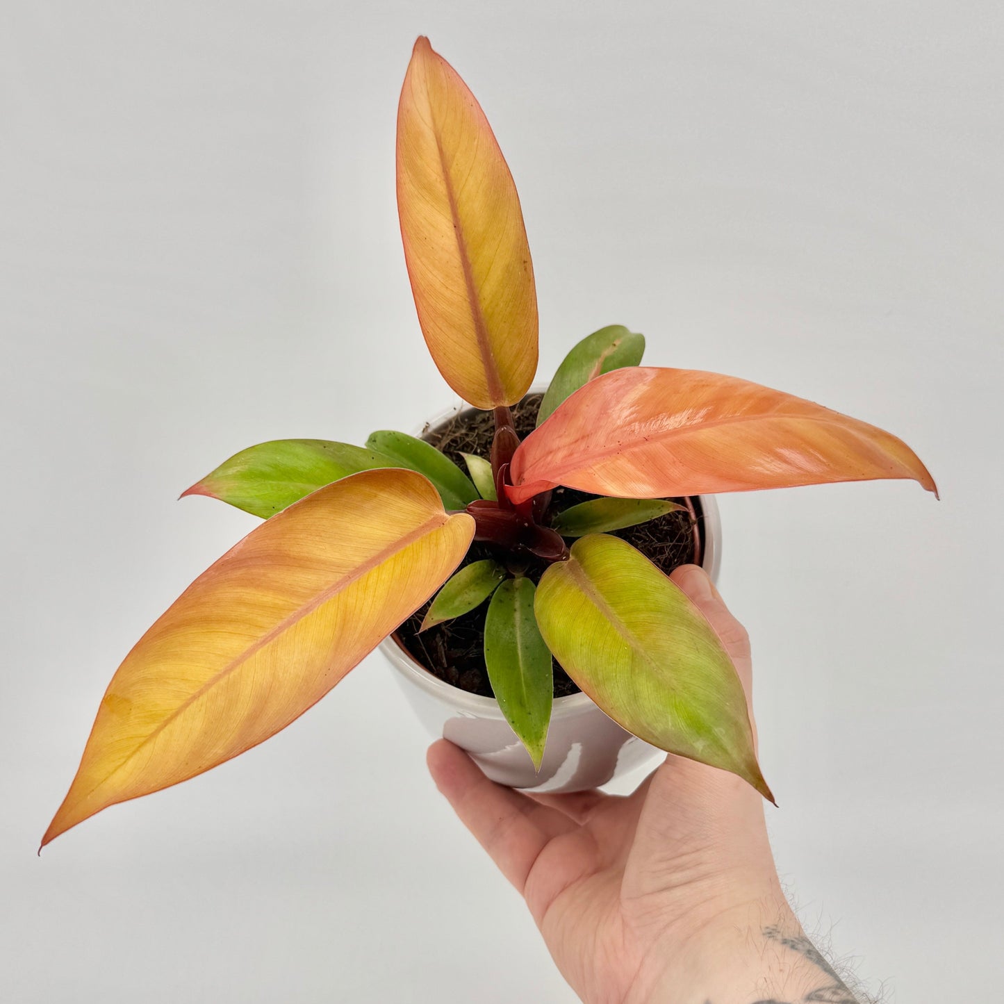 Philodendron Prince of Orange