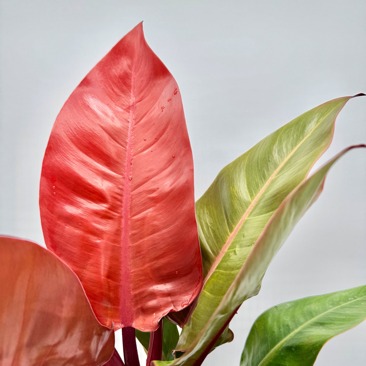 Nahaufnahme der glänzenden Blätter eines Philodendron Prince of Orange mit intensiv orangefarbenem und hellgrünem Laub, leicht benetzt mit Wassertropfen – tropische Zierpflanze und farbenprächtige Rarität aus dem Sortiment von Berlinplant.