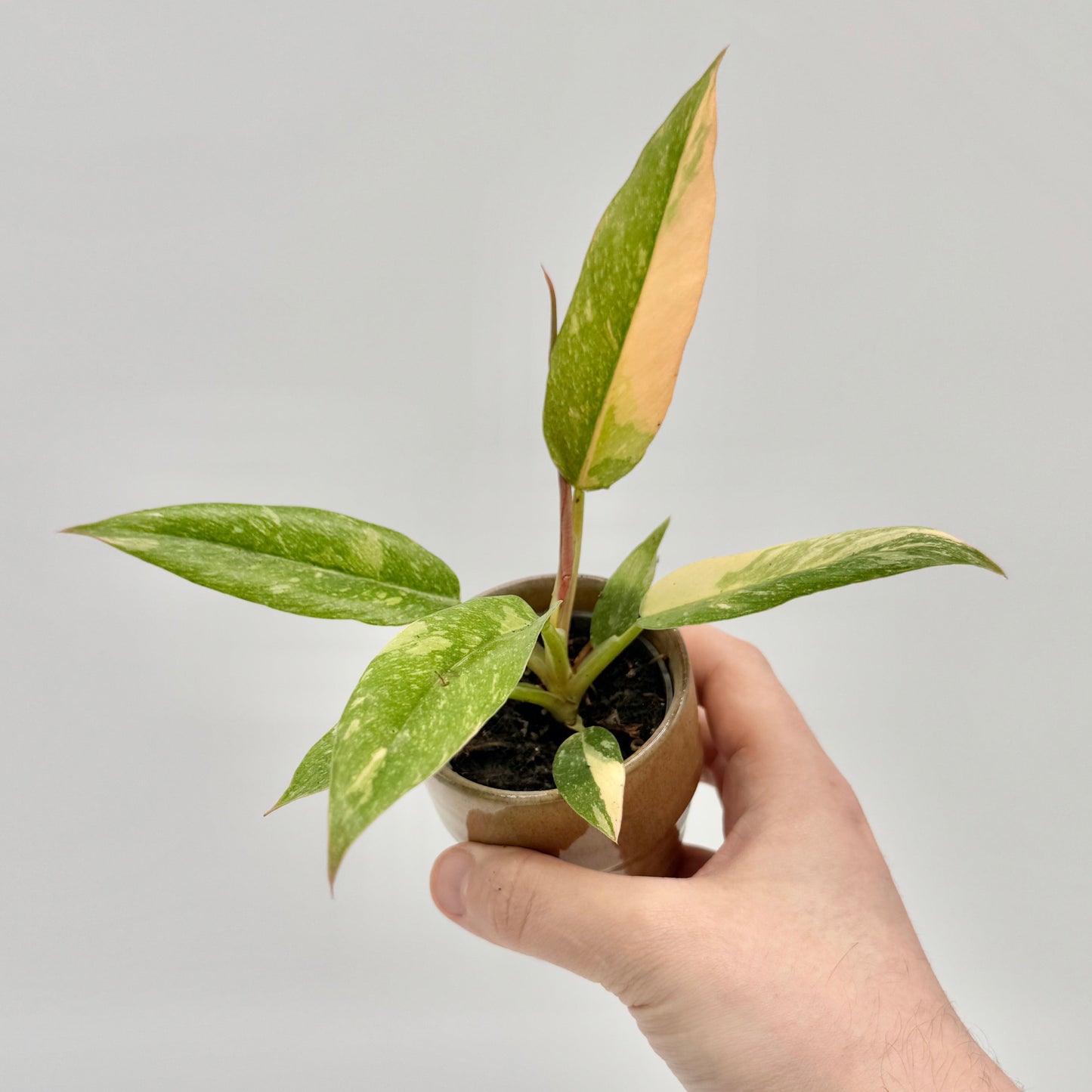 Philodendron Ring of Fire