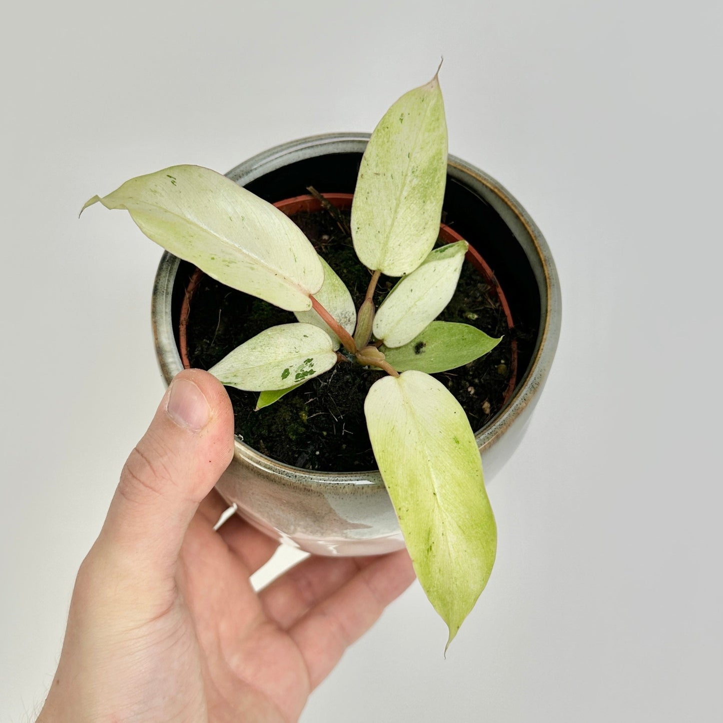 Eine Hand hält den pflegeleichten Philodendron Snowdrift von Berlinplant mit grünen und blassweißen Blättern vor einem schlichten, hellen Hintergrund – eine einzigartige Pflanze.
