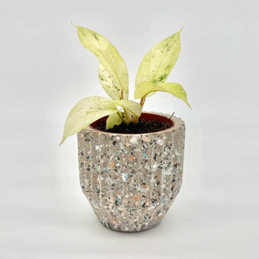 Philodendron Snowdrift mit cremeweißen, leicht grün gesprenkelten Blättern in einem runden Topf mit Terrazzo-Optik, vor hellem Hintergrund fotografiert – die samtigen Blätter wirken elegant und zart, ideal präsentiert für Liebhaber seltener Philodendron-Varietäten.