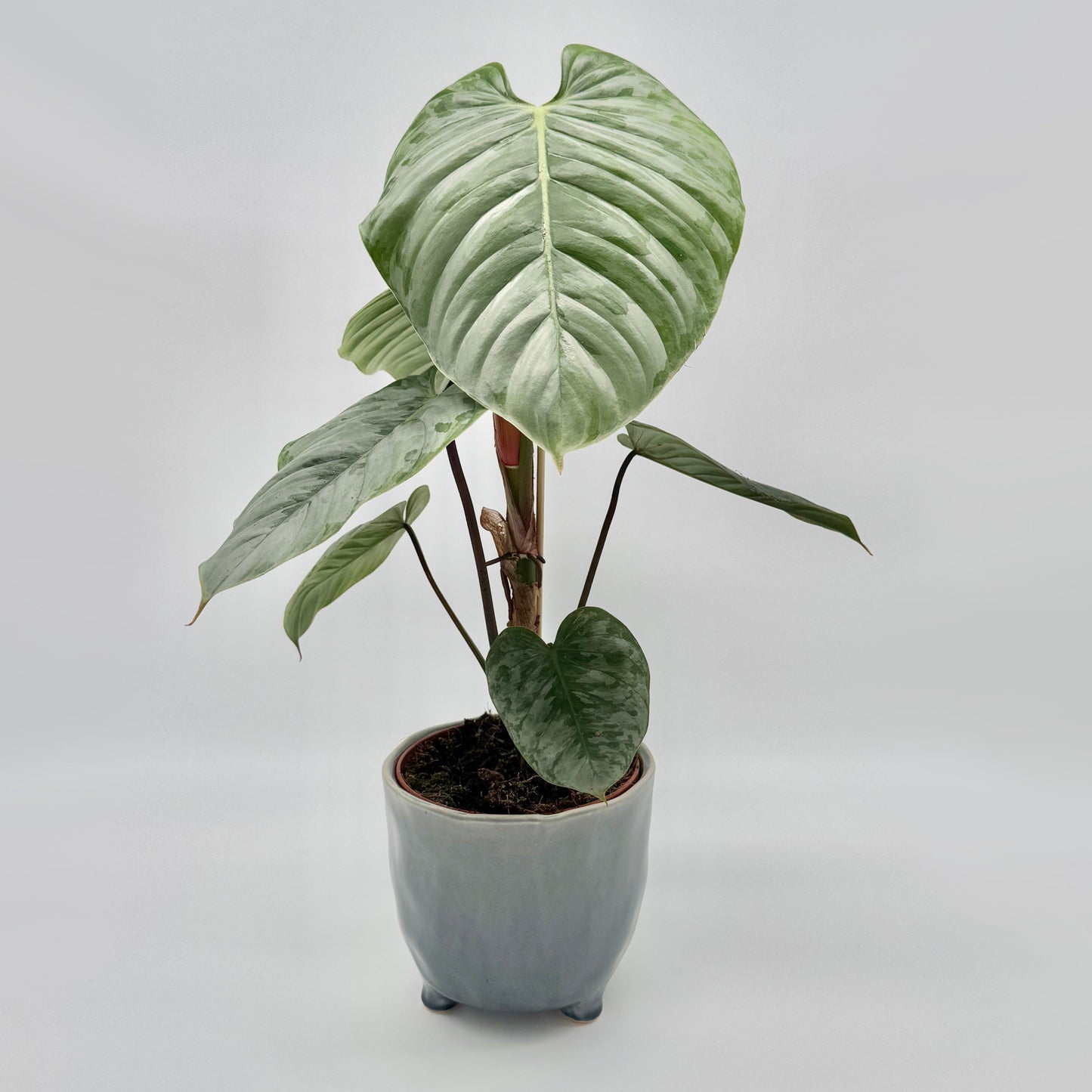 Philodendron sodiroi