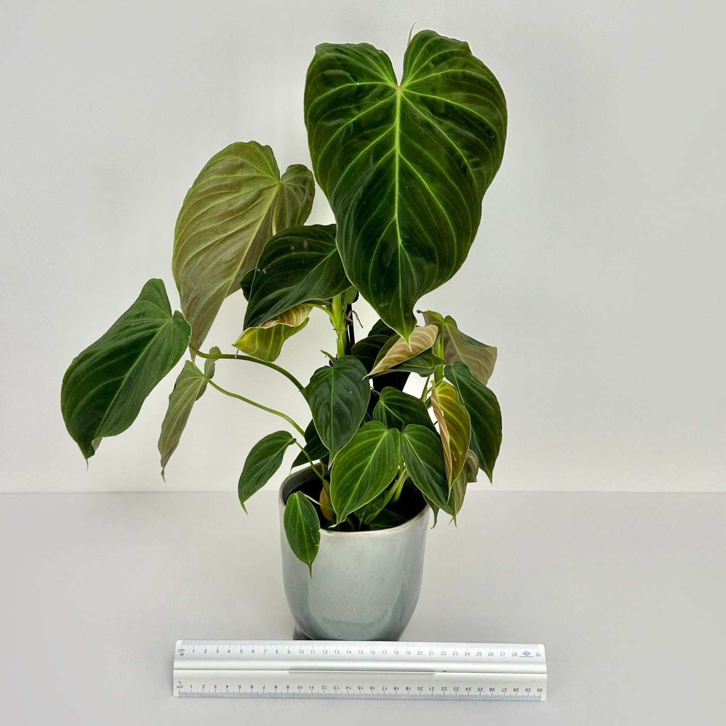 Philodendron Splendid
